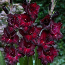 Load image into Gallery viewer, Gladiolus "Black Sea" bulbs