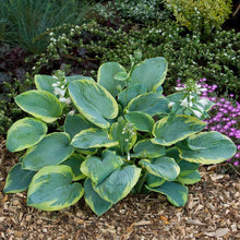 Load image into Gallery viewer, Hosta sieboldiana "Frances Williams" bulbs/roots