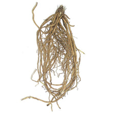 Load image into Gallery viewer, Phlox paniculata "Lilac Time" roots/bulb