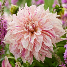 Load image into Gallery viewer, Dahlia 'Café au Lait Twist' tuber