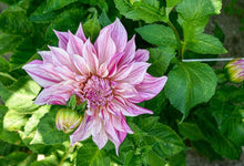 Load image into Gallery viewer, Dahlia 'Café au Lait Twist' tuber