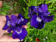 Load image into Gallery viewer, Iris Sibirica "Shirley Pope" rhizome/bulb