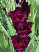 Load image into Gallery viewer, Gladiolus "Black Sea" bulbs