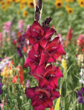 Load image into Gallery viewer, Gladiolus "Black Sea" bulbs