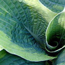 Load image into Gallery viewer, Hosta sieboldiana "Frances Williams" bulbs/roots