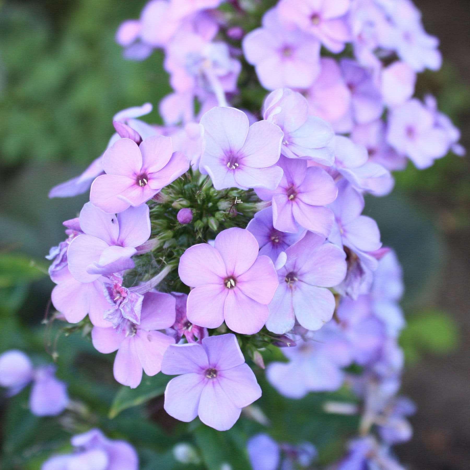 lavender phlox plants Phlox paniculata "Lilac Time" roots/bulb