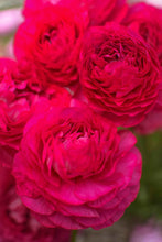 Load image into Gallery viewer, Ranunculus Amandine "Bonbon"