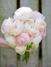 Load image into Gallery viewer, Ranunculus Amandine "Chamallow"