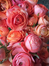 Load image into Gallery viewer, Ranunculus Pauline "Champagne"