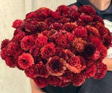 Load image into Gallery viewer, Ranunculus Pauline "Chocolate"