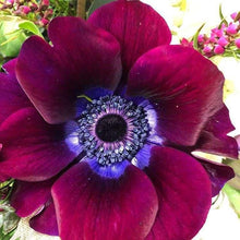 Load image into Gallery viewer, Anemone Meron "Bordeaux Wine"