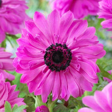 Load image into Gallery viewer, Anemone Fullstar Pink