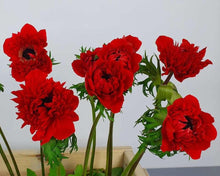 Load image into Gallery viewer, Anemone Fullstar Red