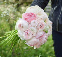 Load image into Gallery viewer, Ranunculus Amandine "Chamallow"