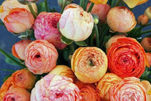 Load image into Gallery viewer, Ranunculus Pauline "Champagne"