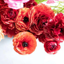 Load image into Gallery viewer, Ranunculus Pauline "Chocolate"