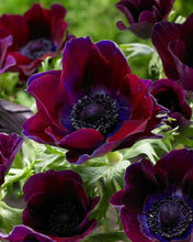 Load image into Gallery viewer, Anemone Meron "Bordeaux Wine"