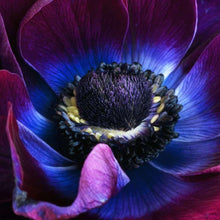 Load image into Gallery viewer, Anemone Meron "Bordeaux Wine"