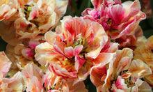 Load image into Gallery viewer, Tulip Verona Sunrise