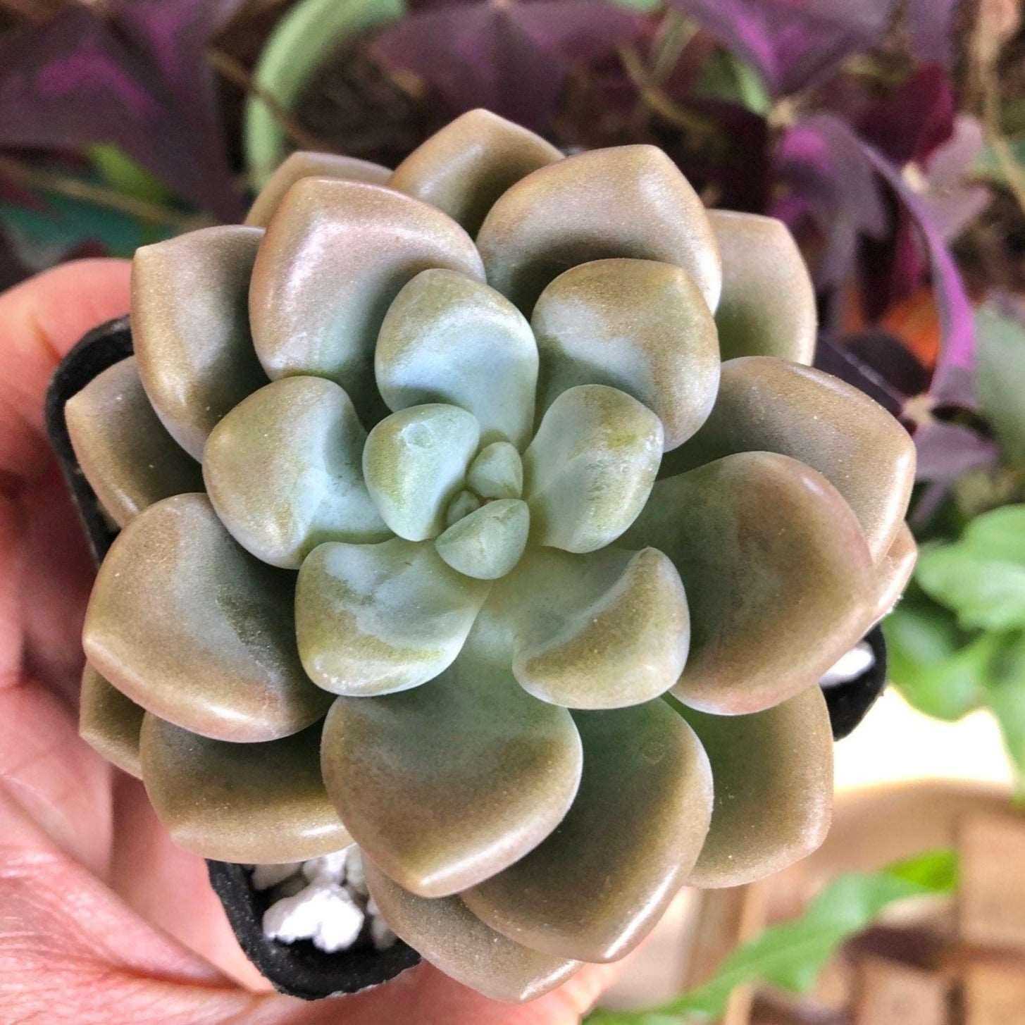 bubble succulent plant Echeveria Bubble Balm