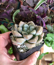 Load image into Gallery viewer, Echeveria Bubble Balm