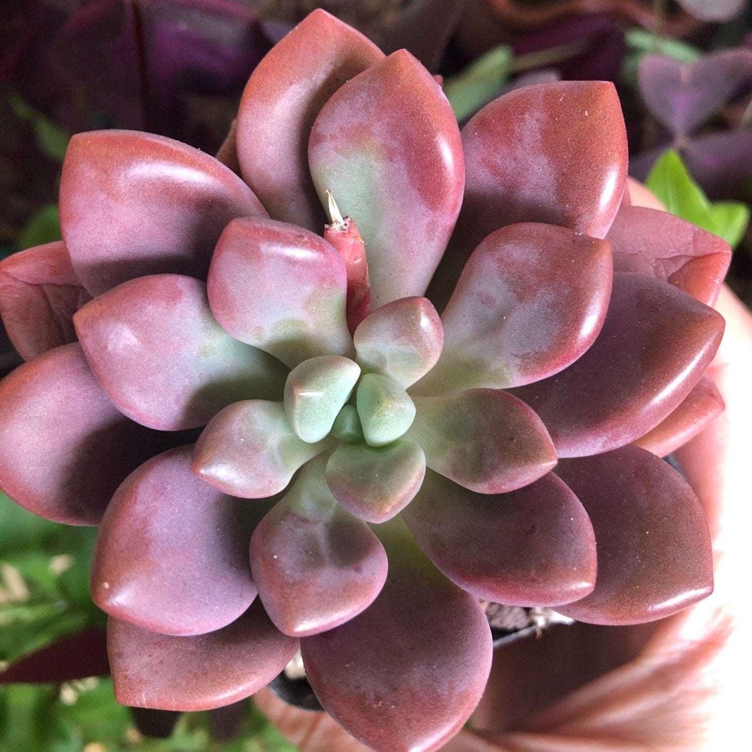 pink succulent plants Echeveria Polari Heart