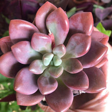 Load image into Gallery viewer, Echeveria Polari Heart