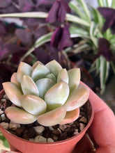 Load image into Gallery viewer, Echeveria Ice Cream