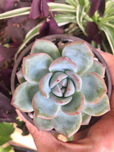 Load image into Gallery viewer, Echeveria Prada