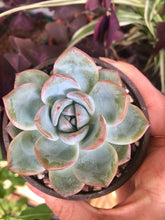 Load image into Gallery viewer, Echeveria Prada