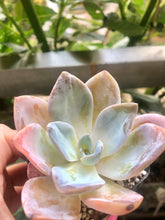 Load image into Gallery viewer, Echeveria Bambino