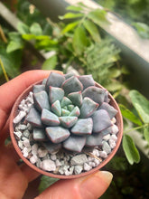 Load image into Gallery viewer, Echeveria subcorymbosa (lau 026)