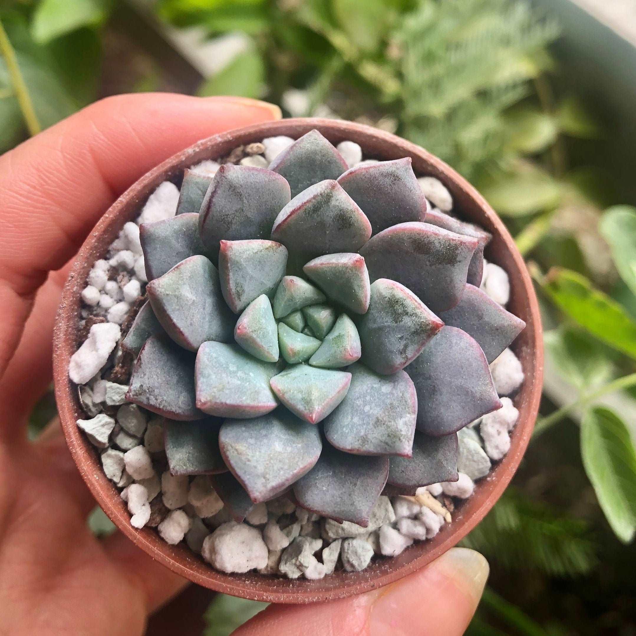 echeveria arrow succulent Echeveria subcorymbosa (lau 026)