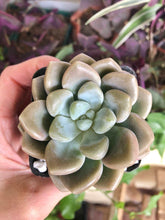 Load image into Gallery viewer, Echeveria Bubble Balm