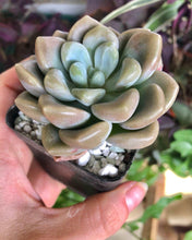 Load image into Gallery viewer, Echeveria Bubble Balm