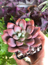 Load image into Gallery viewer, Echeveria Polari Heart