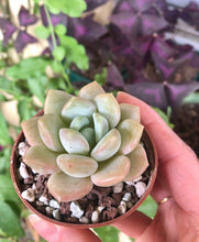 Load image into Gallery viewer, Echeveria Ice Cream