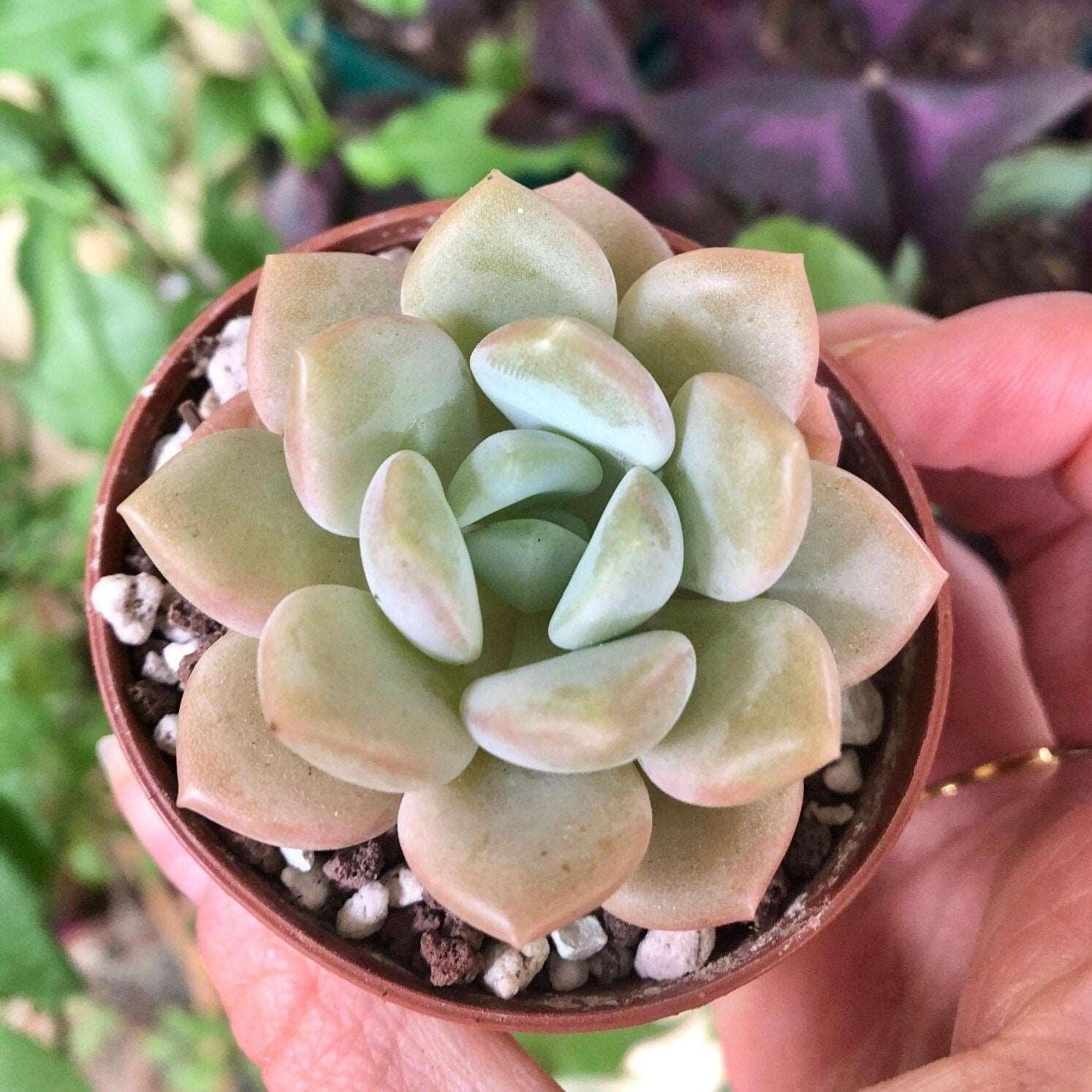succulent ice Echeveria Ice Cream