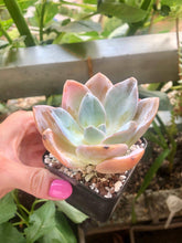 Load image into Gallery viewer, Echeveria Bambino