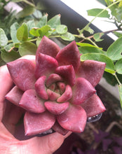 Load image into Gallery viewer, Echeveria agavoides Honey Pink