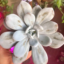 Load image into Gallery viewer, Echeveria Laui