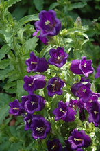 Load image into Gallery viewer, Canterbury Bells "Champion Blue"