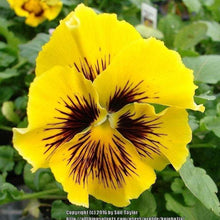 Load image into Gallery viewer, Pansy "Frizzle Sizzle Yellow"