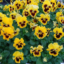 Load image into Gallery viewer, Pansy "Frizzle Sizzle Yellow"