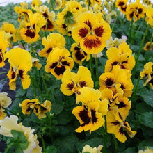 Load image into Gallery viewer, Pansy "Frizzle Sizzle Yellow"