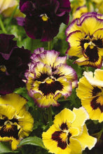 Load image into Gallery viewer, Pansy "Frizzle Sizzle Lemonberry"