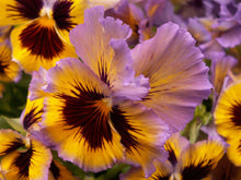 Load image into Gallery viewer, Pansy "Frizzle Sizzle Lemonberry"