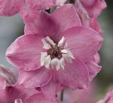Load image into Gallery viewer, Delphinium elatum "Magic Fountains" Cherry Blossom-White Bee