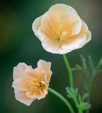 Load image into Gallery viewer, California Poppy "Thai Silk Pink Champagne"