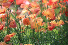 Load image into Gallery viewer, California Poppy "Thai Silk Apricot Chiffon"